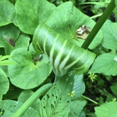 Arisaema stewardsonii