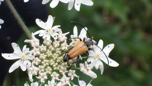 tawny longhorn beetle, Houten, Utrecht, Netherlands, photo 9 of 10