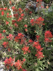 Castilleja applegatei