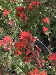 Castilleja applegatei