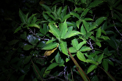Ficus cumingii, photograph 5