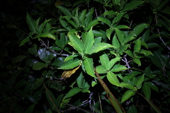 Ficus cumingii, photograph (c) 林正文, some rights reserved (CC BY)