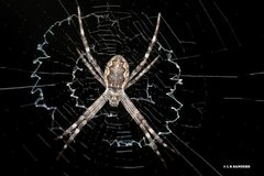 Argiope mascordi