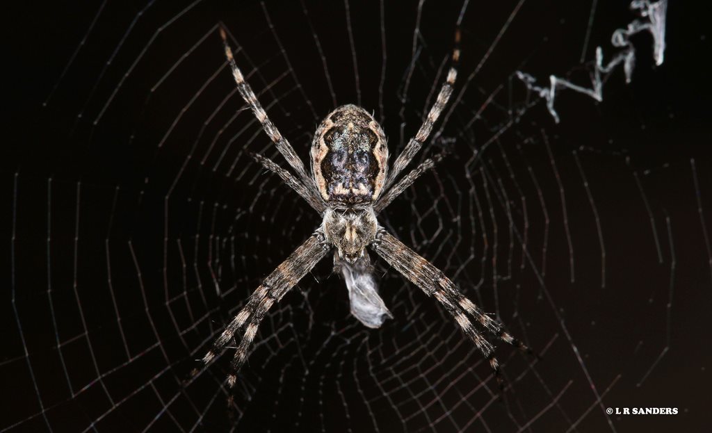 Mascord's Saint Andrew's Cross Spider