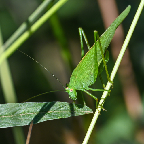 Photo of Mediterranean Katydid (Phaneroptera nana)