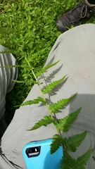 Dryopteris × dowellii