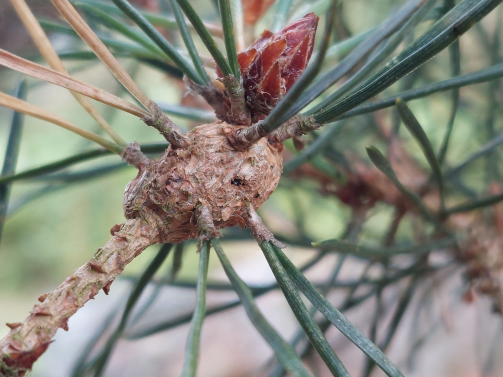 Pine Bud Mite