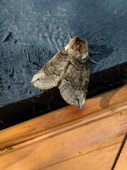 Euthyatira semicircularis