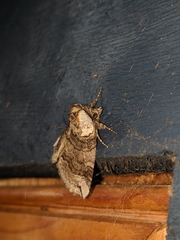 Euthyatira semicircularis