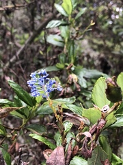 Ceanothus griseus
