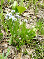 Myosotis imitata