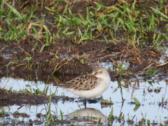Calidris pusilla