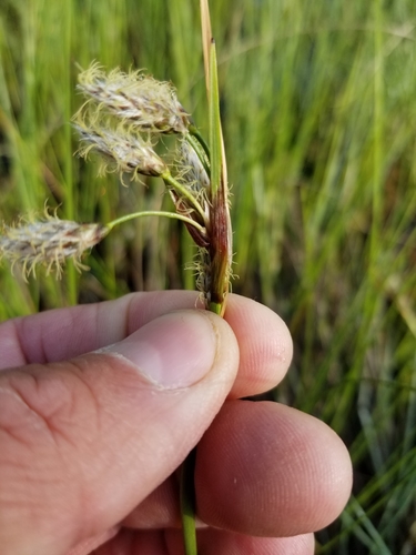 Common Cottongrass