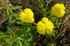 Crocanthemum canadense