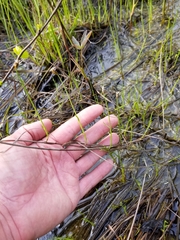 Carex chordorrhiza