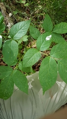 Fraxinus nigra
