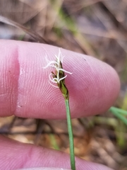Carex chordorrhiza