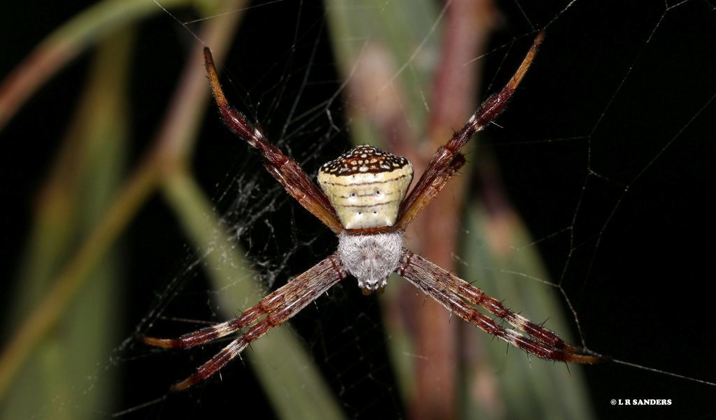 Koch's Saint Andrew's Cross Spider