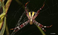 Argiope kochi