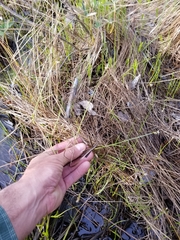 Carex chordorrhiza