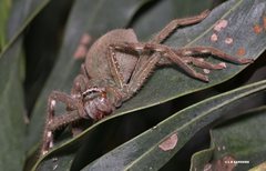 Neosparassus salacius