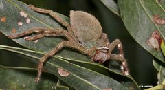 Neosparassus salacius