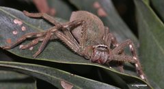 Neosparassus salacius