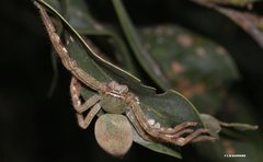 Neosparassus salacius