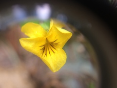 Viola glabella