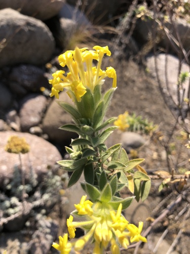 Drakensberg Curryflower (Lasiosiphon polyanthus)