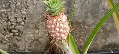 Ananas comosus microstachys