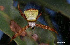 Argiope kochi