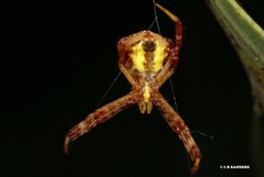 Argiope kochi