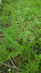 Dryopteris clintoniana