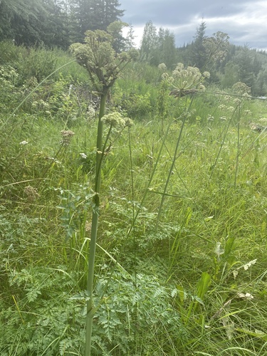 Image of Jakutsk Snowparsley (Cnidium cnidiifolium) by no rights reserved