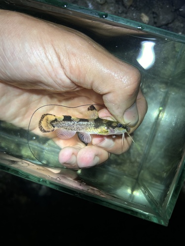 Brindled Madtom