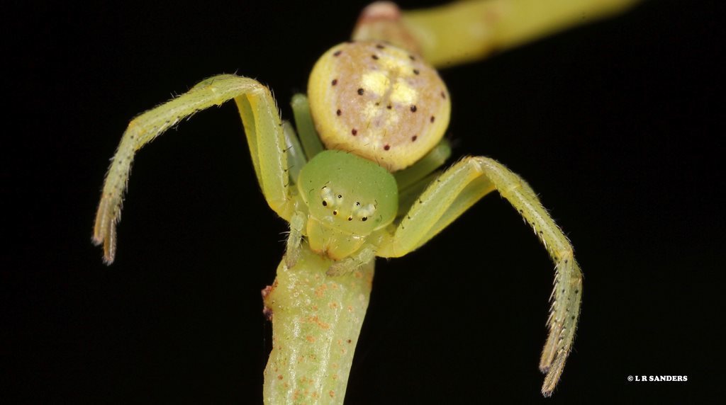 Leek-green Flower Spider