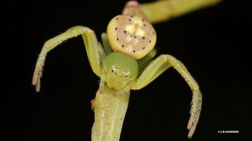 Diaea prasina