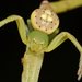 Leek-green Flower Spider - Photo (c) Laurence Sanders, some rights reserved (CC BY-NC-SA), uploaded by Laurence Sanders