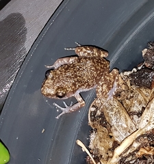 Eleutherodactylus verrucipes