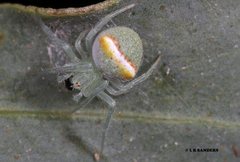 Araneus circulissparsus