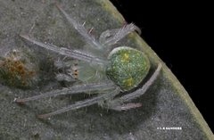 Araneus circulissparsus