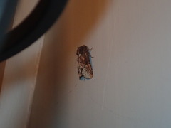 Phosphila turbulenta