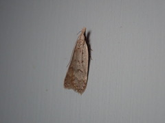 Dichomeris punctidiscellus