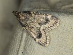 Aglossa cacamica