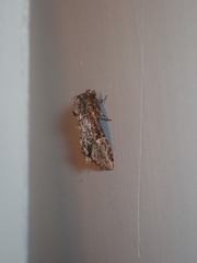 Phosphila turbulenta