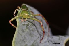 Australomisidia pilula