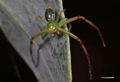 Australomisidia pilula