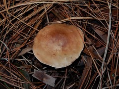 Rhodocybe piperita