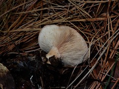 Rhodocybe piperita